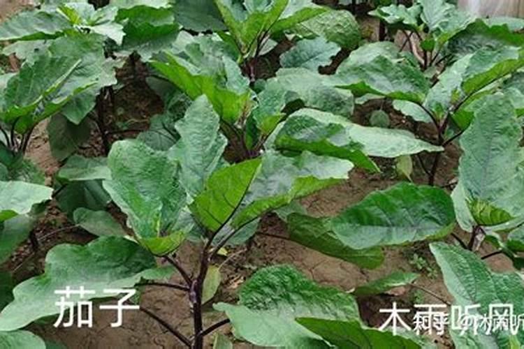 茄子施肥方法和注意事项