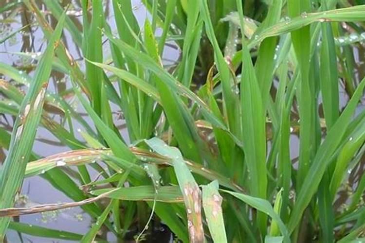 花芽分化用什么叶面肥