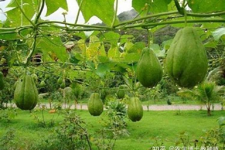 钙肥不能和什么肥料混用？