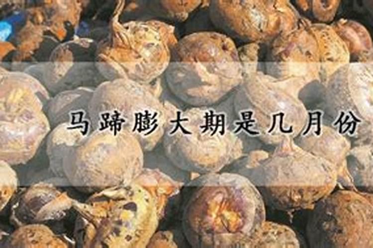 马蹄第=次彭大应在什么时后施肥