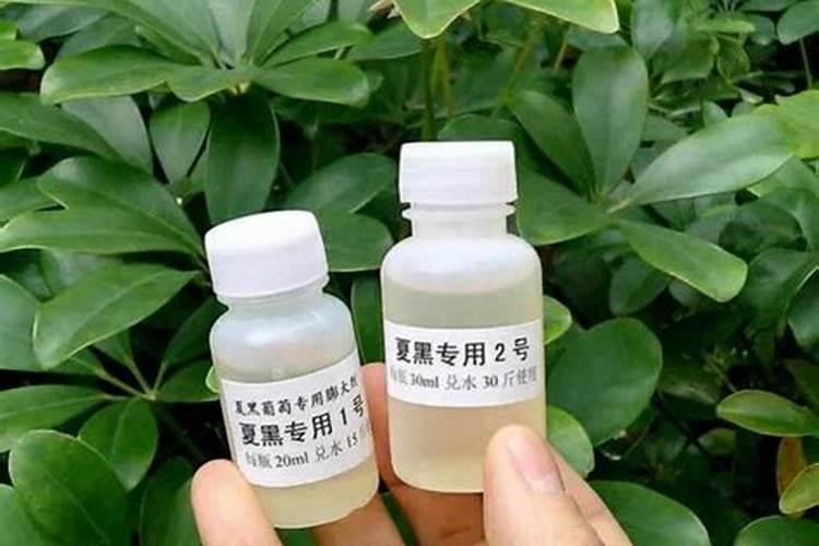马蹄用什么肥料发苗快广？