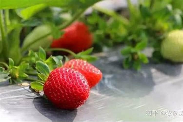 草莓用什么肥料最好可增产