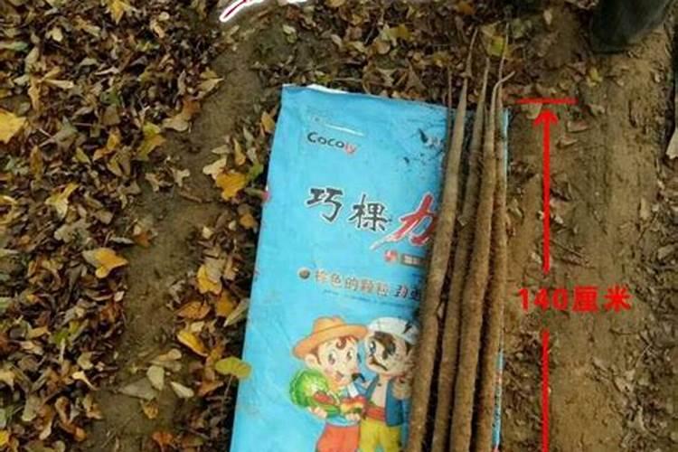 长寿花用什么肥料最好,总共需要三种肥,长势旺盛开花多