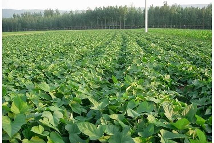 红薯打什么叶面肥增产 植物叶面肥有哪些