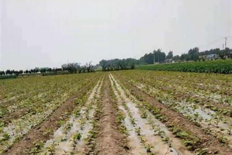 散椰花菜小苗追什么肥？