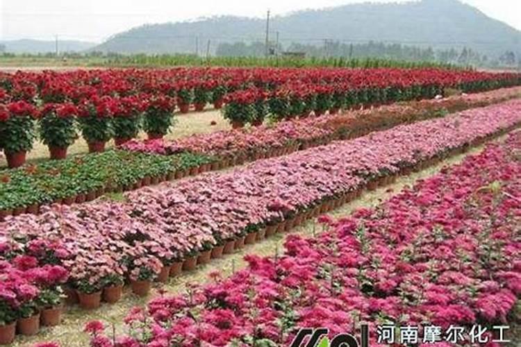 花菜施什么肥好
