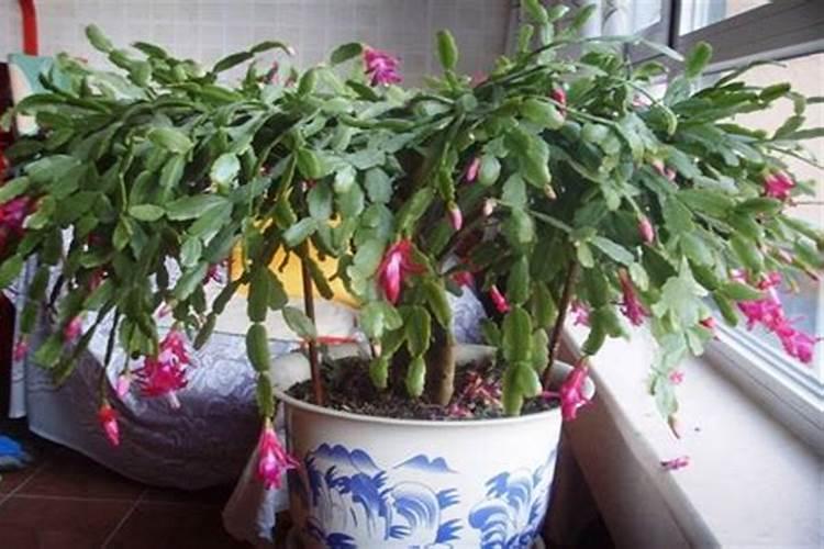 只需3招,蟹爪兰君子兰越长越旺,花朵咕噜噜冒不停!
