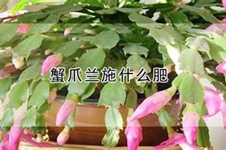 蟹爪兰上什么肥最旺