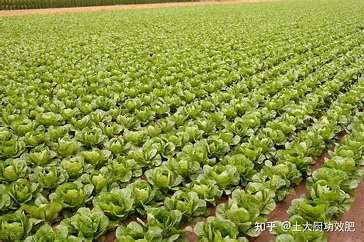 生根肥多久浇一次水