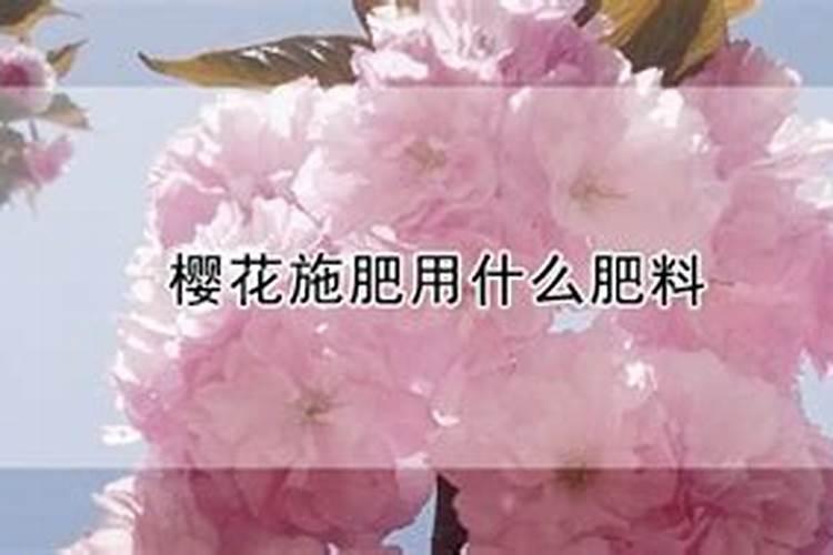 樱花树结的果实是什么