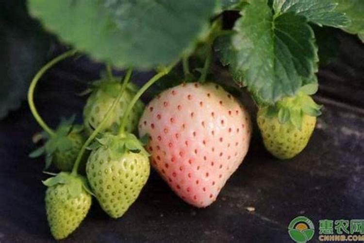 草莓多久施一次肥多久浇一次水