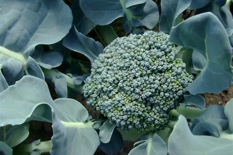 大豆初花期盛花期用什么叶面肥最好
