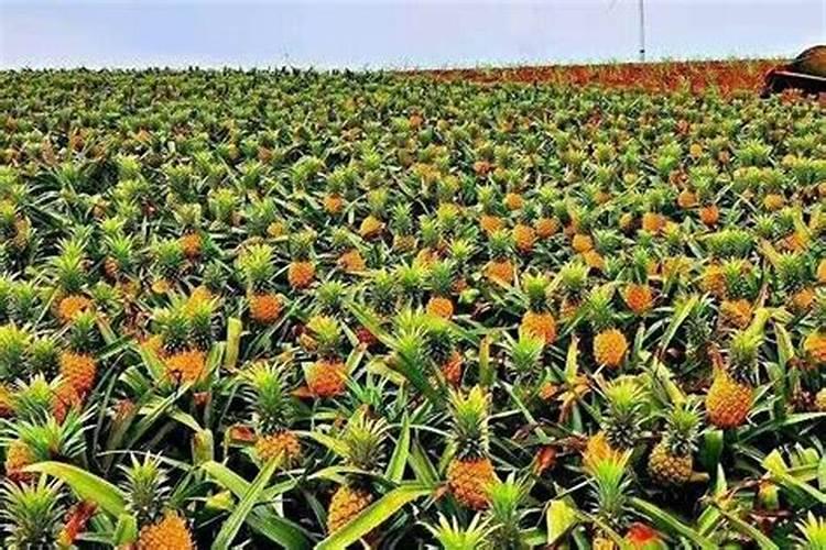 花生壳怎么发酵做营养土,花生壳如何做肥料