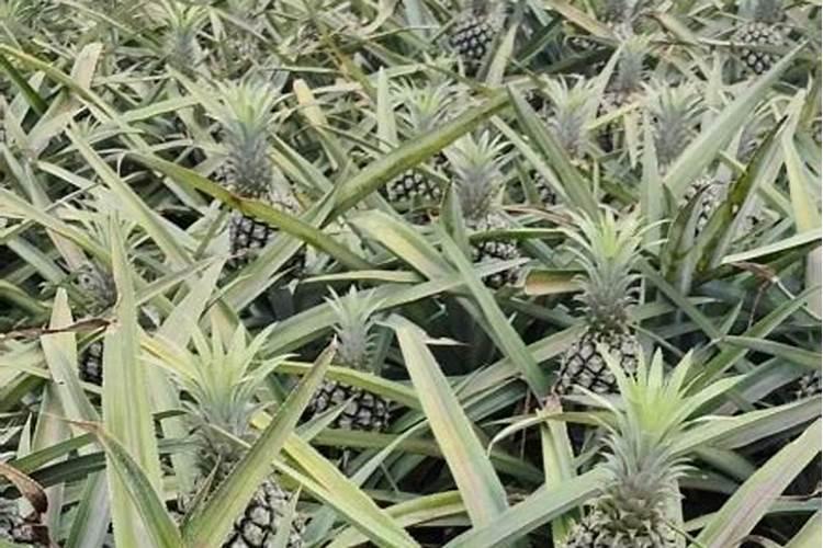 菠萝的施肥方法是什么
