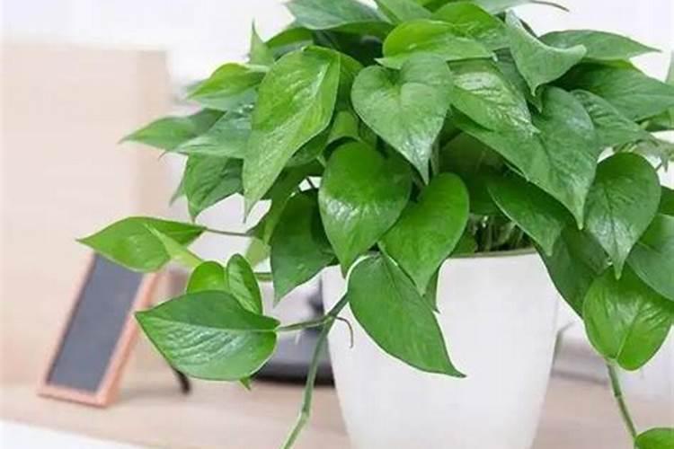 尿素可以浇菜吗