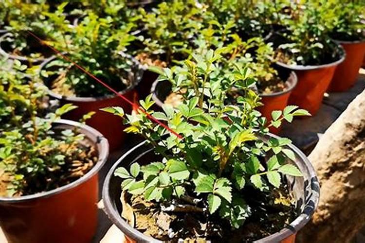 春天月季花换盆没加底肥以后怎么施肥