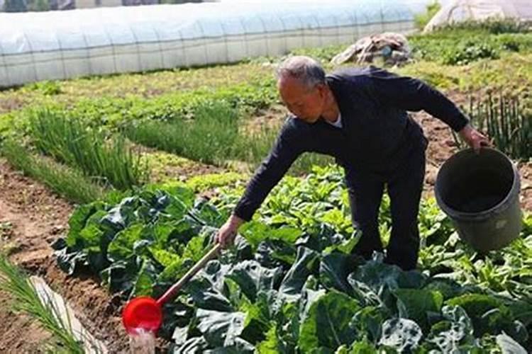 种菜为什么要浇大粪？