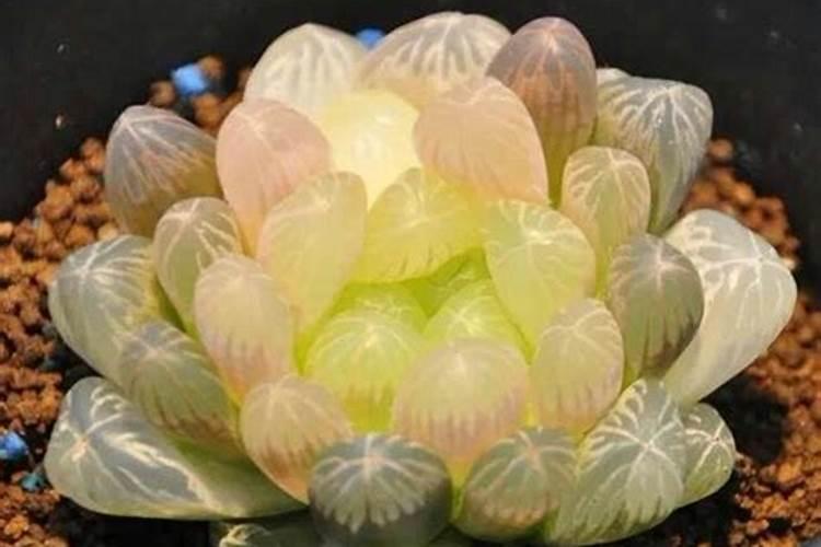 硫酸钾肥料的使用方法