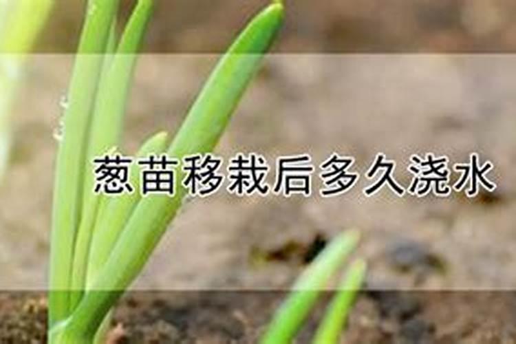 香葱播种以后,什么时候可以开始施肥？