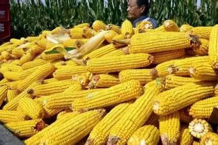一亩地玉米究竟要施多少化肥