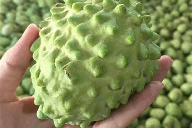 释迦果树怕冻吗