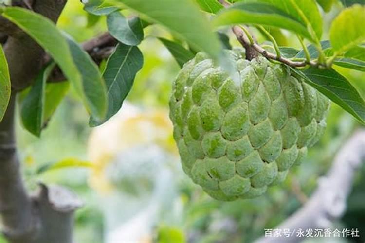 释迦果裂果、日烧果咋防治？