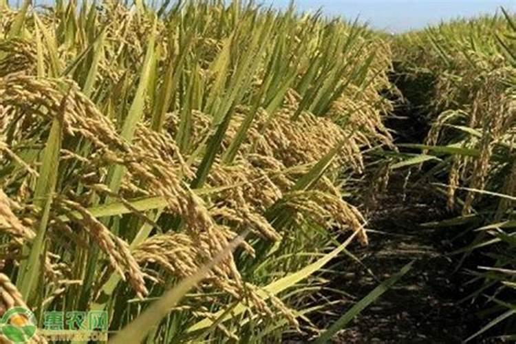 水稻灌浆期能喷糖醇钙镁水溶肥吗？