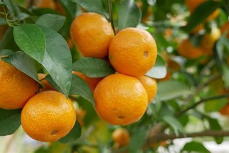 柑橘开花时期适合用啥肥料