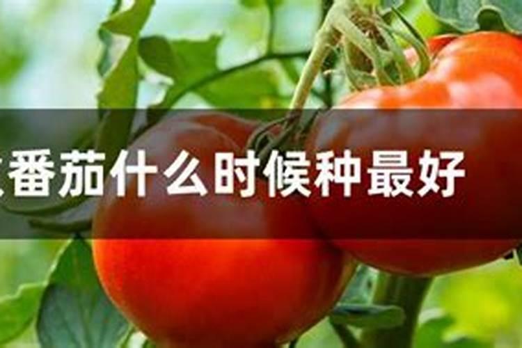 油麦菜用什么肥料好
