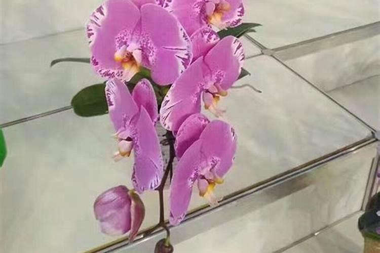如何给蝴蝶兰喷叶面肥