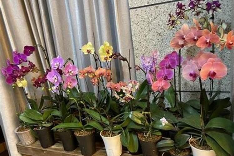 蝴蝶兰水养殖怎么施肥