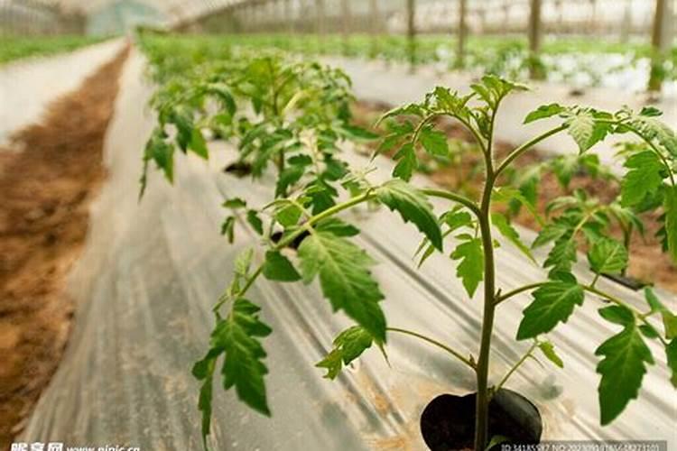 合理的追肥满足番茄生长的营养,番茄种植该怎么追肥？