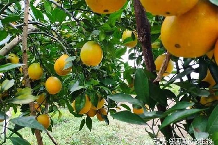 促进开花施什么肥料(果树促花用什么叶面肥好)