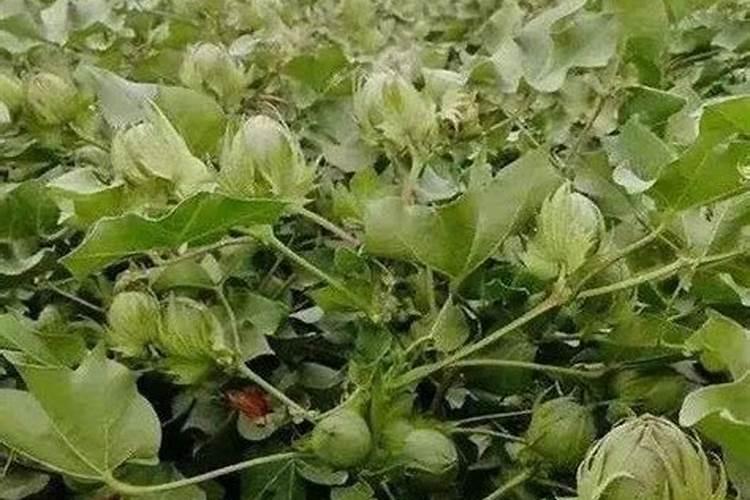 棉花硼肥什么时候打 如何正确使用