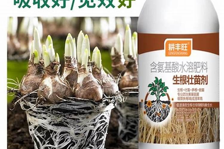 黄瓜移栽后要用生根剂吗