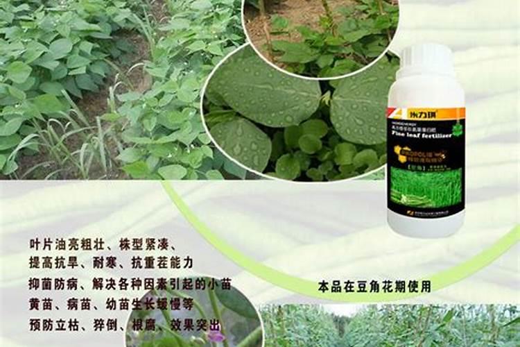 大蒜亩产多少钱？每亩大蒜种植成本与收益
