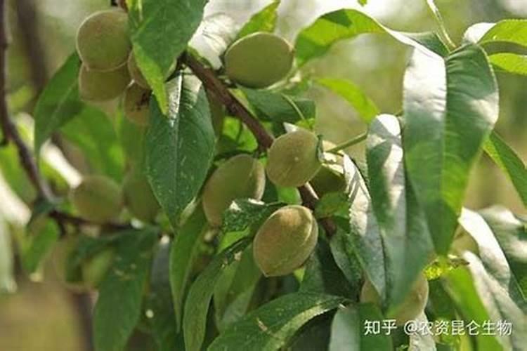 杏树树几天浇一次水