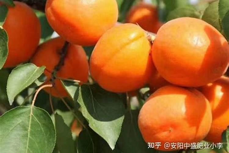 杏树如何浇水