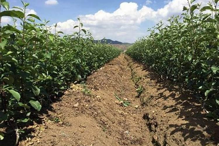 苹果树钙肥可不可以和其他肥料混用？
