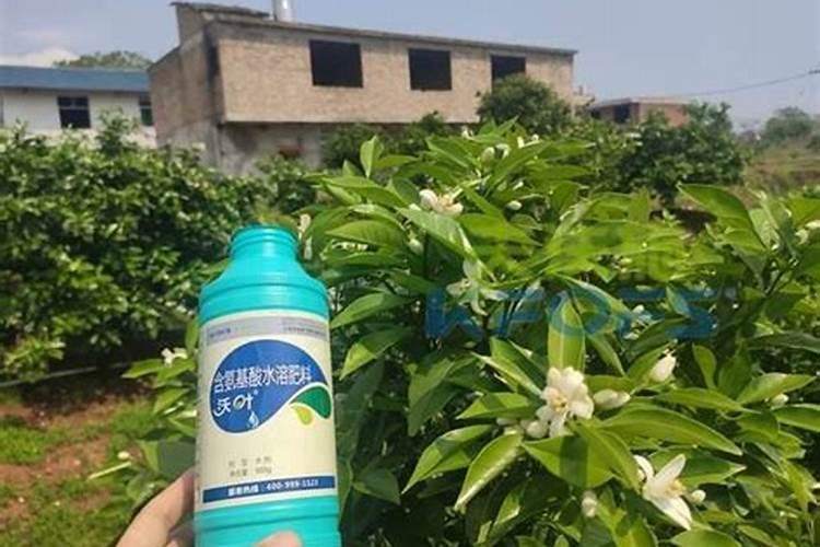 氨基酸水溶肥的危害,与腐殖酸哪个好
