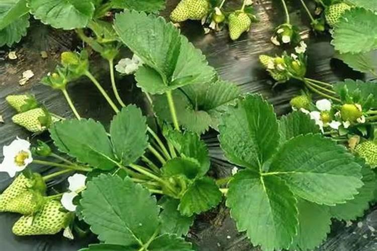 温室大棚草莓种植,种植前后如何管理可以防病促产多结果？
