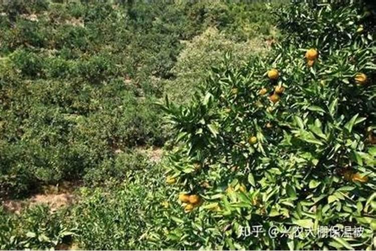 为什么柑橘口感会偏酸 柑橘增甜要怎么施肥