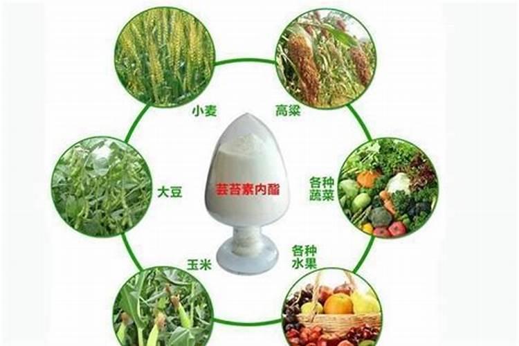 复合肥可以用来养兰花吗