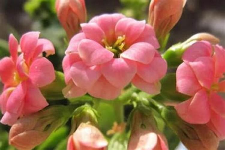 长寿花用营养液养还是用农家肥养好？