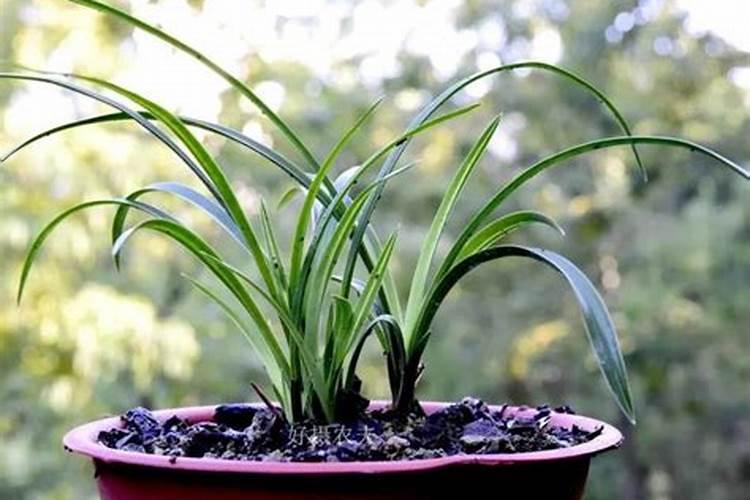 马蹄种植技术与施肥