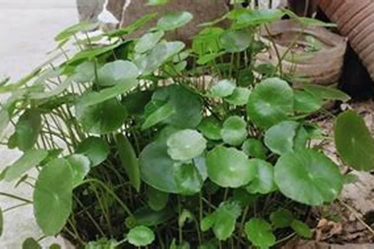 月季刚买回来换盆要不要剪花苞
