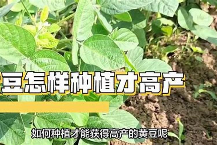 炒熟的黄豆可以做肥料吗,具体怎么操作能做肥料
