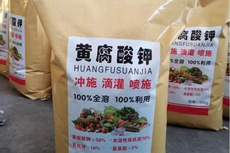 兰花春天什么时候施肥,施什么肥