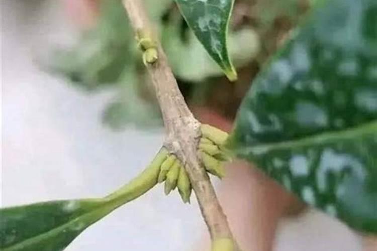 桂花施什么肥料最好