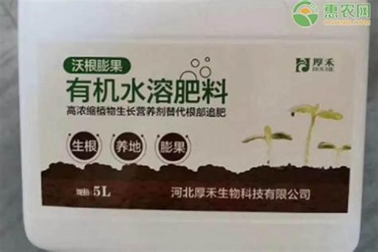 兰花春天什么时候施肥,施什么肥